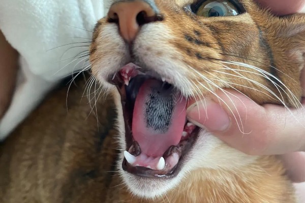 猫咪感冒症状,具有打喷嚏、流鼻涕等表现