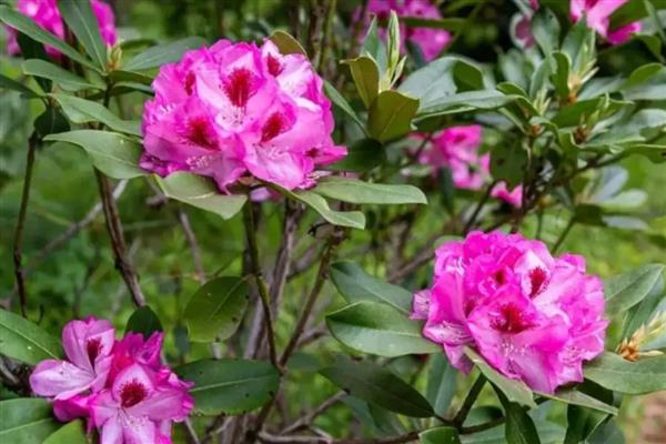 杜鹃花有什么寓意，代表热情似火、自强不息等含义