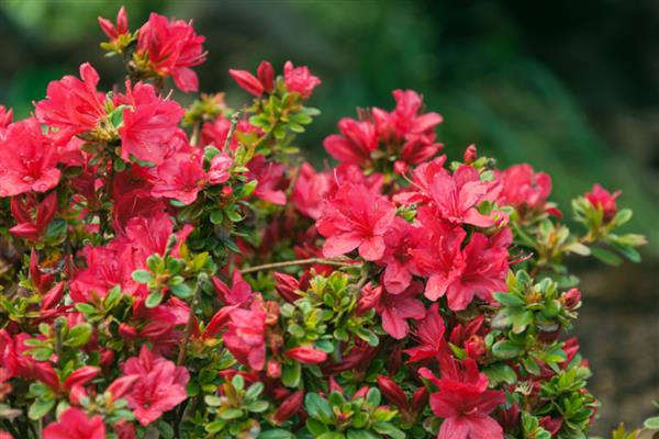 杜鹃花有什么寓意，代表热情似火、自强不息等含义