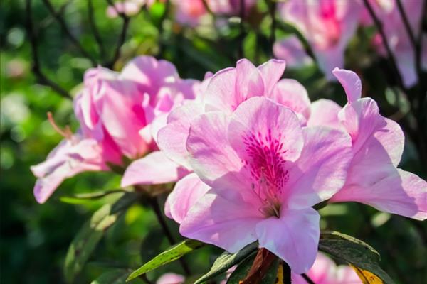 杜鹃花有什么寓意，代表热情似火、自强不息等含义