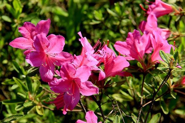 杜鹃花有什么寓意，代表热情似火、自强不息等含义