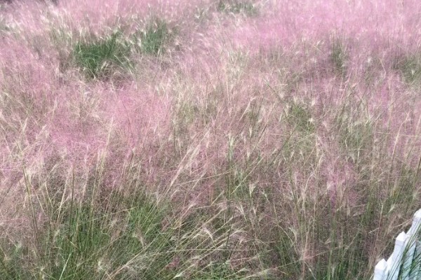 粉黛乱子草为何有等待的花语，微风吹过时就像一位女性在等待自己的爱人