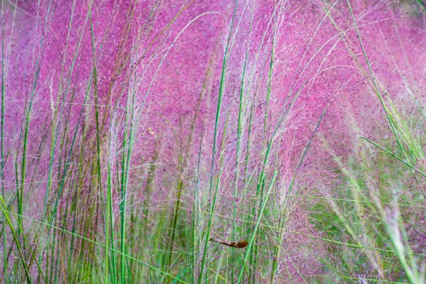 粉黛乱子草为何有等待的花语，微风吹过时就像一位女性在等待自己的爱人
