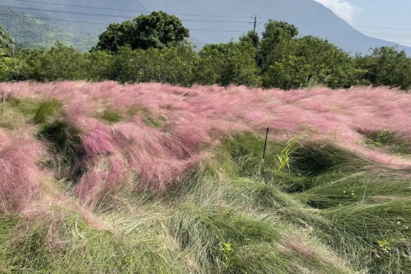 粉黛乱子草为何有等待的花语，微风吹过时就像一位女性在等待自己的爱人