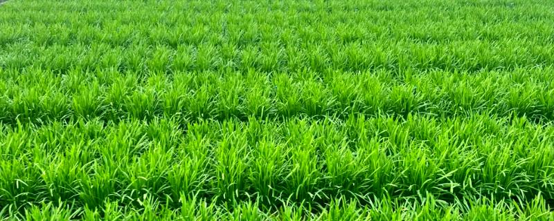 韭菜的种植方法，通常可以在清明前后播种