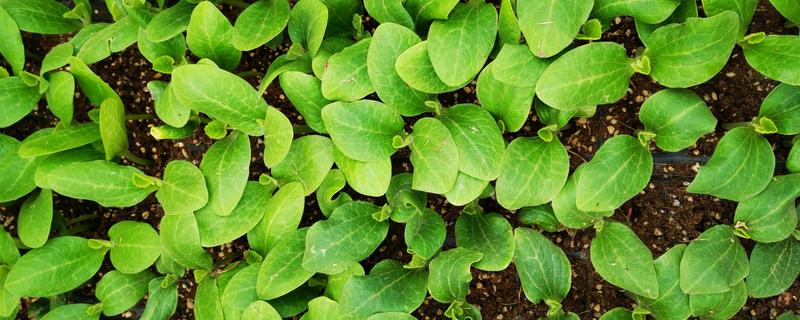 南瓜苗最低耐寒温度，温度低于10℃时，生长速度变慢