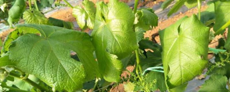 葡萄新叶卷曲的原因，过度浇水、缺少养分等因素都会造成