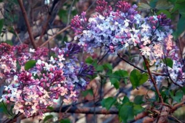 丁香有什么花语，总花语是纯洁的初恋