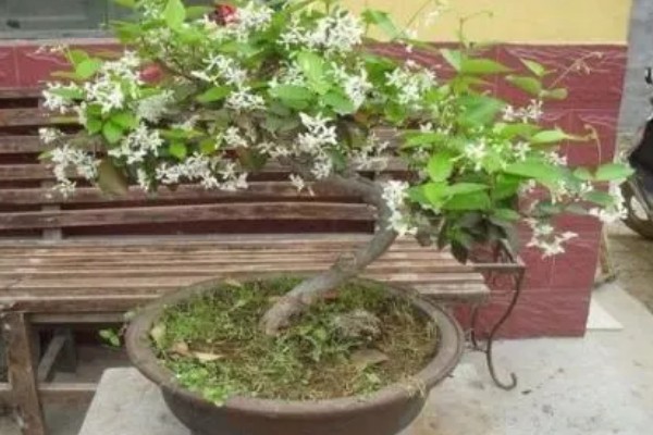 丁香有什么花语，总花语是纯洁的初恋