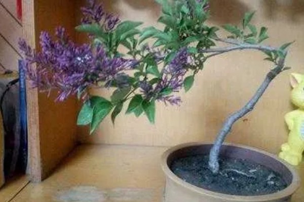 丁香有什么花语，总花语是纯洁的初恋