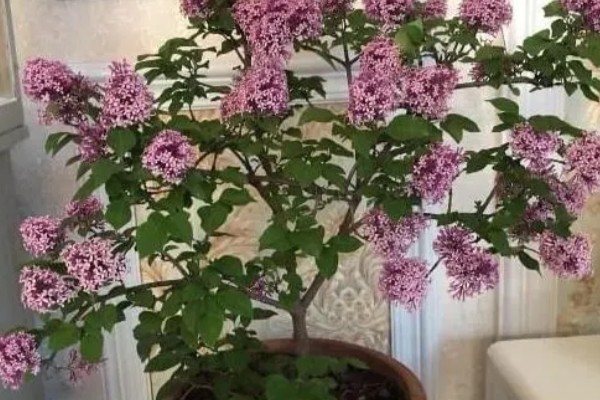 丁香有什么花语，总花语是纯洁的初恋