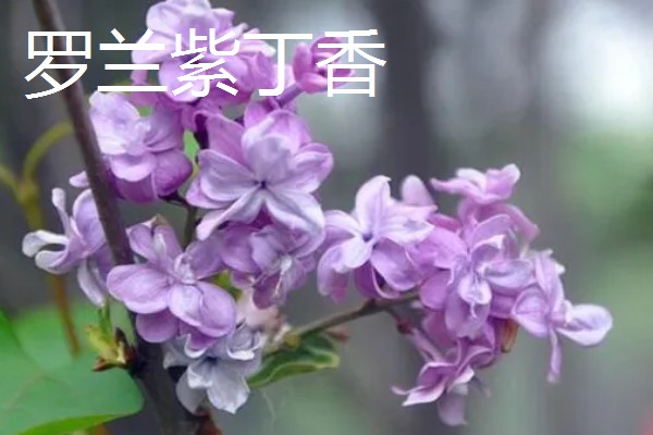 丁香有什么花语，总花语是纯洁的初恋