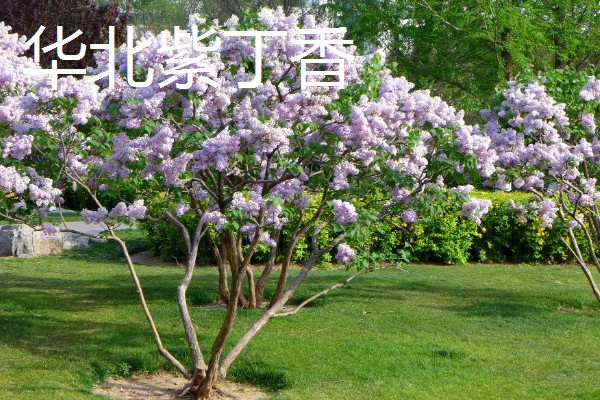 丁香有什么花语，总花语是纯洁的初恋