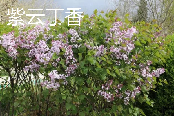 丁香有什么花语，总花语是纯洁的初恋