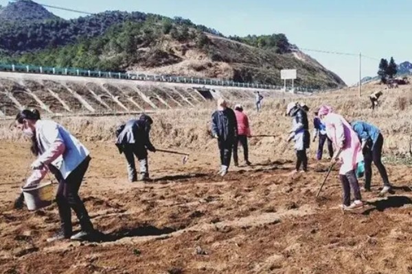 韭菜的种植方法，通常可以在清明前后播种