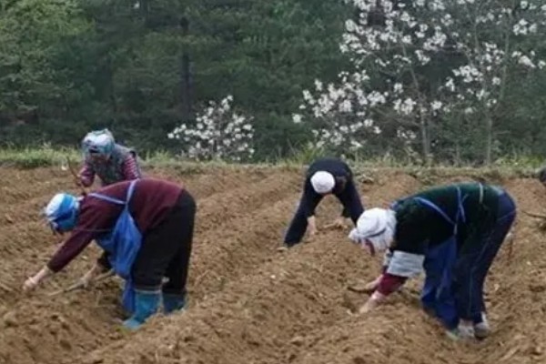 韭菜的种植方法，通常可以在清明前后播种