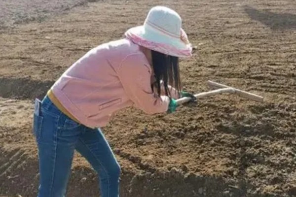 韭菜的种植方法，通常可以在清明前后播种