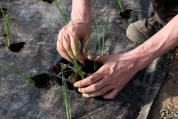 韭菜的种植方法，通常可以在清明前后播种