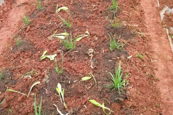 韭菜的种植方法，通常可以在清明前后播种