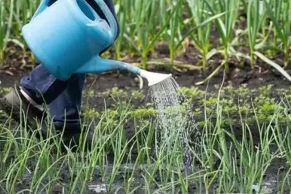 韭菜的种植方法，通常可以在清明前后播种