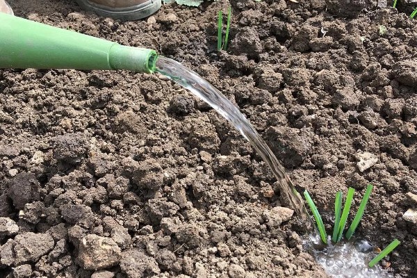 韭菜的种植方法，通常可以在清明前后播种