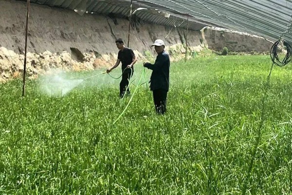 韭菜的种植方法，通常可以在清明前后播种