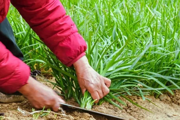 韭菜的种植方法，通常可以在清明前后播种