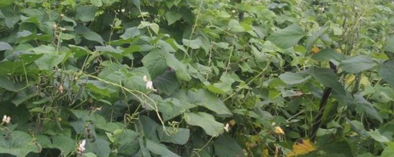 白扁豆用哪种土种植，选择有机质丰富的土壤