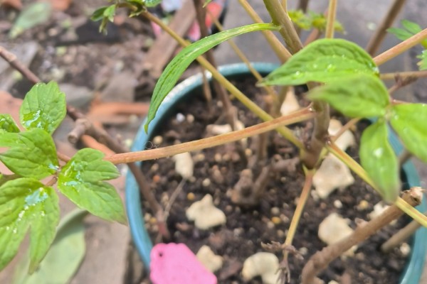 怎么养油牡丹,适宜生长在湿润的环境下