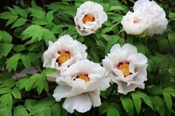 怎么养油牡丹,适宜生长在湿润的环境下