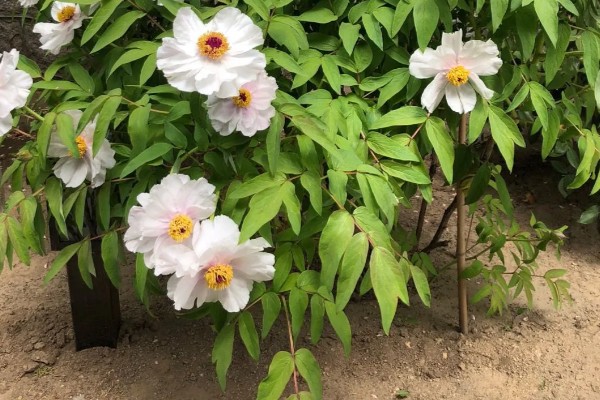 怎么养油牡丹,适宜生长在湿润的环境下