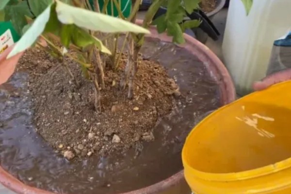 怎么养油牡丹,适宜生长在湿润的环境下