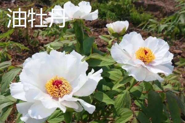 怎么养油牡丹,适宜生长在湿润的环境下