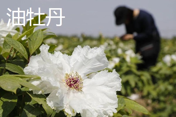 怎么养油牡丹,适宜生长在湿润的环境下