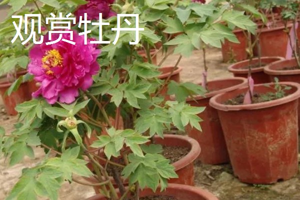 怎么养油牡丹,适宜生长在湿润的环境下