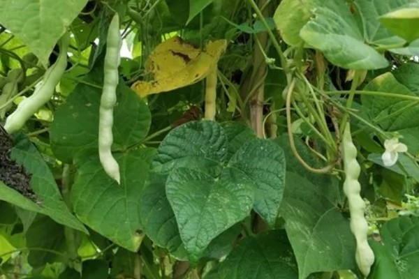 四季豆在南方什么时候种，一般选择在3月初进行种植