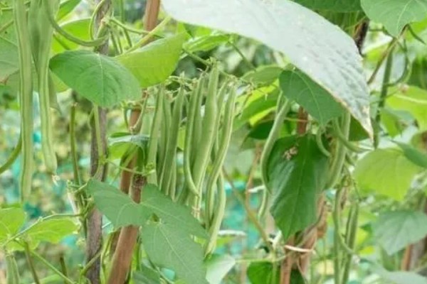 四季豆在南方什么时候种，一般选择在3月初进行种植