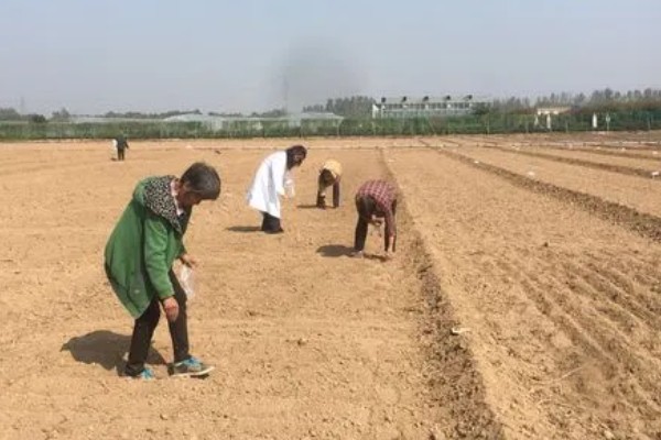 四季豆在南方什么时候种，一般选择在3月初进行种植