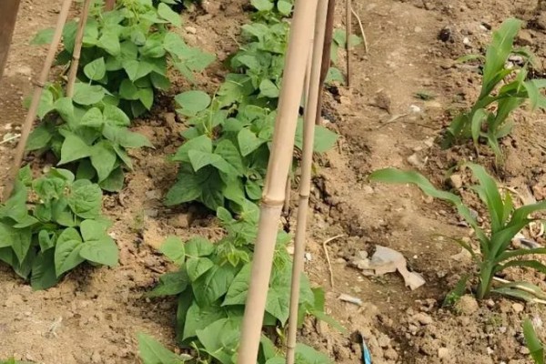 四季豆在南方什么时候种，一般选择在3月初进行种植