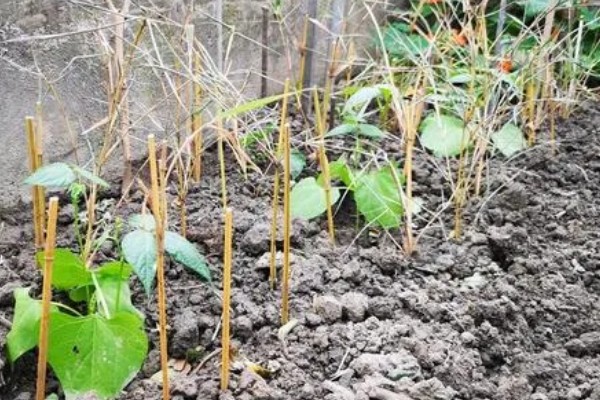 四季豆在南方什么时候种，一般选择在3月初进行种植