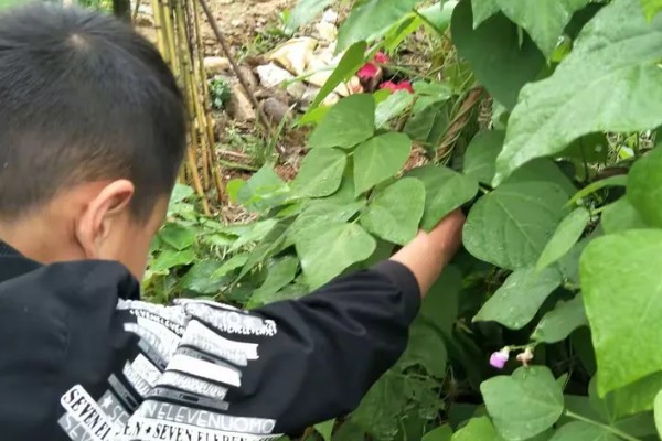 四季豆在南方什么时候种，一般选择在3月初进行种植