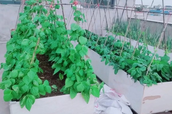 四季豆在南方什么时候种，一般选择在3月初进行种植