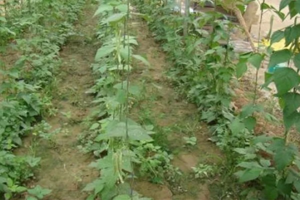 四季豆在南方什么时候种，一般选择在3月初进行种植