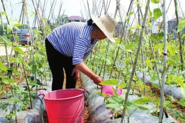 四季豆在南方什么时候种，一般选择在3月初进行种植
