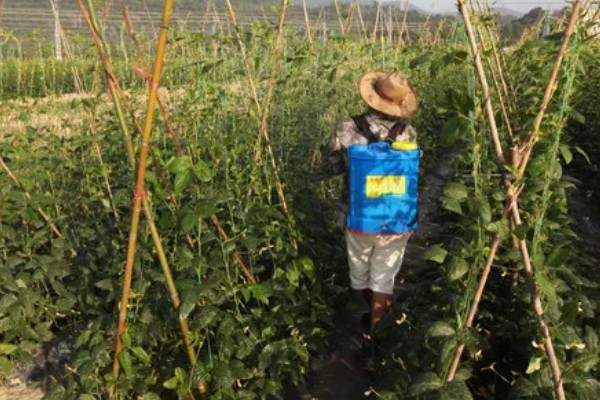 四季豆在南方什么时候种，一般选择在3月初进行种植