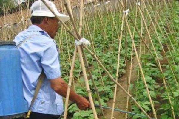 四季豆在南方什么时候种，一般选择在3月初进行种植