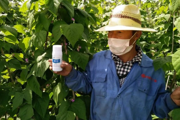 四季豆在南方什么时候种，一般选择在3月初进行种植