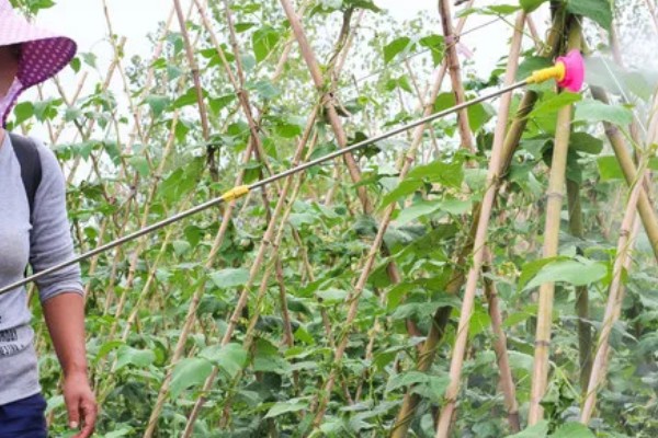 四季豆在南方什么时候种，一般选择在3月初进行种植