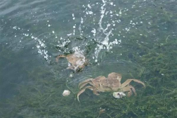 河蟹的投喂注意事项，在生长期要使用颗粒性饲料