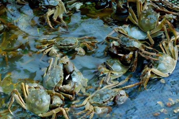 河蟹的投喂注意事项，在生长期要使用颗粒性饲料